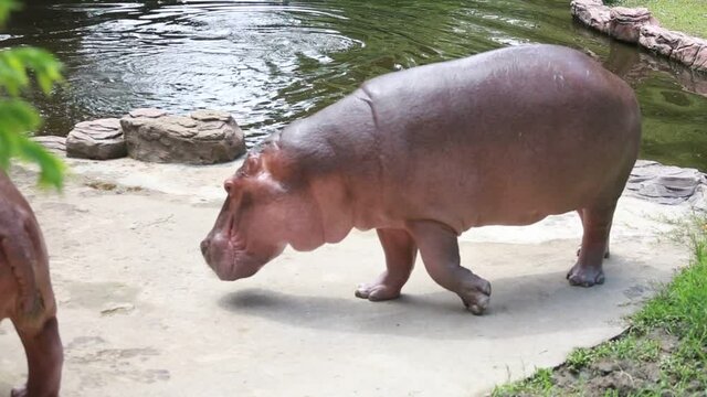 The hippo was in the water at the zoo.