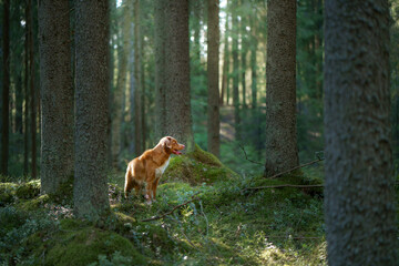 dog in forest. red Nova Scotia Duck Tolling Retriever in nature, sunlight