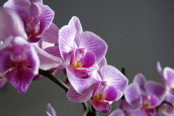 Fototapeta na wymiar Orchid macro
