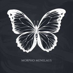 Vector set of hand drawn chalk menelaus blue morpho