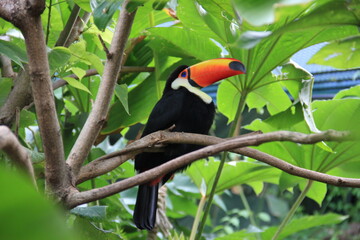 Animal7