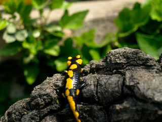 Salamander