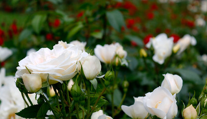 Beautiful white roses in the city park. Selective focus. Horizontal orientation.