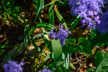 bee on purple flower in the garden