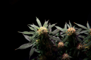 ripening cannabis bud on a bush with green leaves on a black background