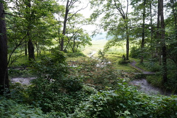 姫川源流探勝園 親海湿原　白馬　川　清流　源流　清らか　水場　夏休み　森