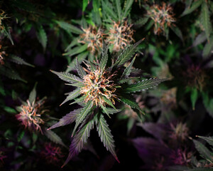 ripening cannabis bud on a bush with green leaves on a black background