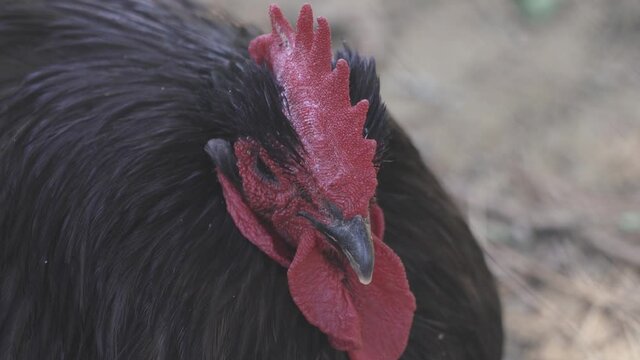 Close up on a Black Australorp Barnyard rooster face lying on floor
