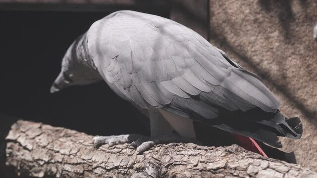 Grey parrot, Perroquet jaco, walking on a branch at a zoo attraction