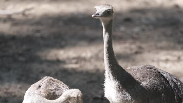 Cute baby Rheas are cleaning each other feathers in a zoological park