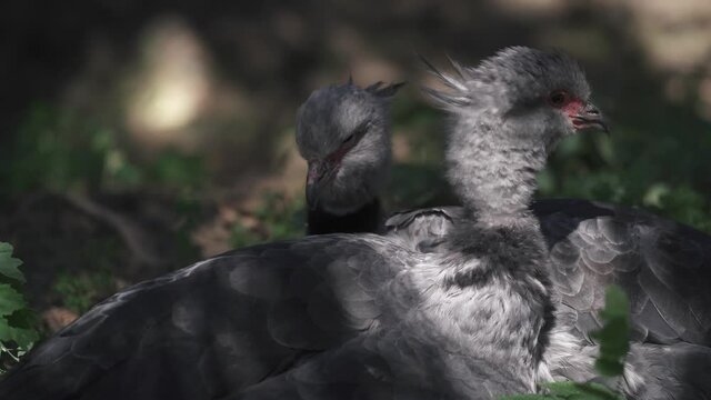 Southern screamer couple preening each other in the shadow of a tree