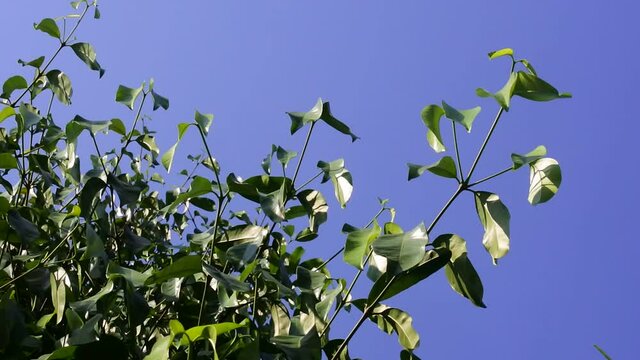 belinjo leaves in strong wind