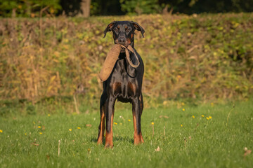 Doberman dog K9 in training