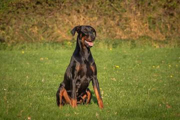 Doberman dog K9 in training