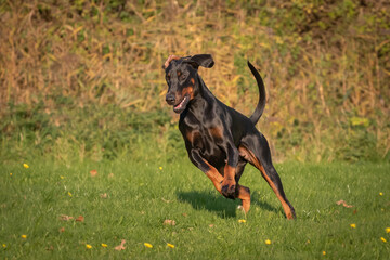 Doberman dog K9 in training