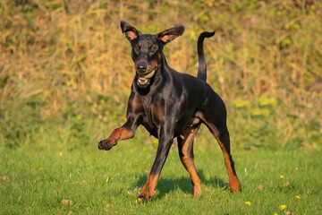 Doberman dog K9 in training