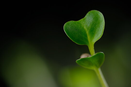 Sprout. Broccoli sprout closeup. Microgreens sprouts on black background. Vegan healthy eating concept.