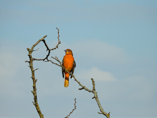 Baltimore Oriole Bird Perched High on Tree Top with Bright Blue Sky with a Few White Clouds Showing...