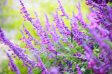 アメジストセージ