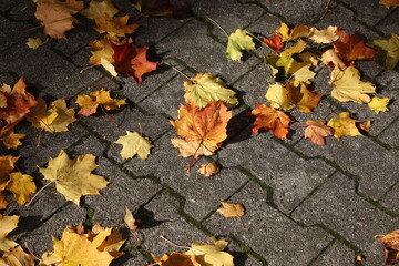 Maple leaves lie on the sidewalk in autumn
