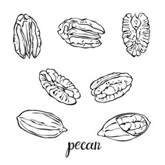 Pecan nuts isolated on white background. Hand drawn vector illustration. Sketch.