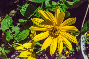 yellow flowers in the garden