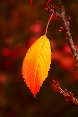 kirschbaumblatt herbst