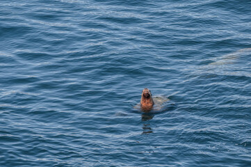 Fototapeta premium Fishing Steller's Sea Lion (Eumetopias jubatus) at sea, Chowiet Island, Semidi Islands, Alaska, USA