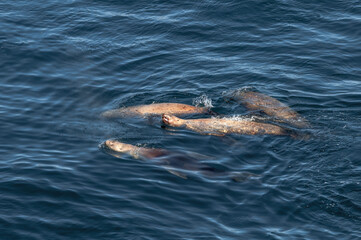 Obraz premium Fishing Steller's Sea Lion (Eumetopias jubatus) at sea, Chowiet Island, Semidi Islands, Alaska, USA