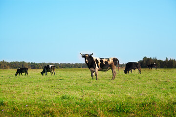 A bull in a field in a pasture, against a blue sky and a herd of other bulls in the distance. 