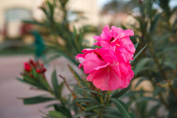 Fototapeta na wymiar Beautiful pink fragrant flower against the background of burning greenery.