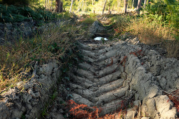 Tiefe Spur einer Forstmaschine auf Waldboden in abgeholztem Waldgebiet - Stockfoto