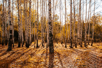 autumn landscape birch grove tall trees with white trunks and bright yellow leaves on a sunny day