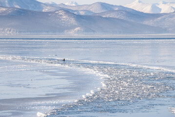 Steller's Sea Lion (Eumetopias jubatus) in harbour, Petropavlovsk-Kamchatsky, Kamchatka Peninsula, Russia
