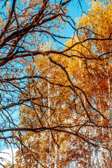 Fototapeta premium autumn landscape large old dried trees with gnarled branches against the background of a birch grove with bright yellow leaves on a sunny day
