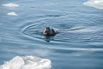 Obraz premium Steller's Sea Lion (Eumetopias jubatus) in harbour, Petropavlovsk-Kamchatsky, Kamchatka Peninsula, Russia