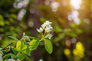 Fresh white blossoming shadberry flowers on the branch in spring season on green leaves background.