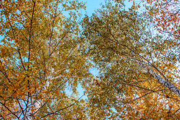 autumn landscape birch grove tall trees with white trunks and bright yellow leaves on a sunny day