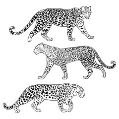 Three leopards on white. Line art. Vector isolated illustration. Hand drawn sketch. Monochrome.