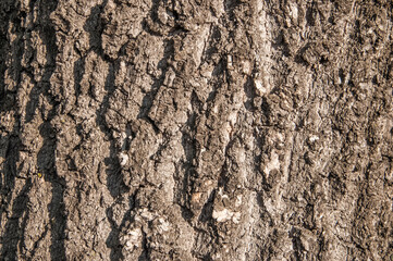 Bark tree texture; may be used as a seamless background.