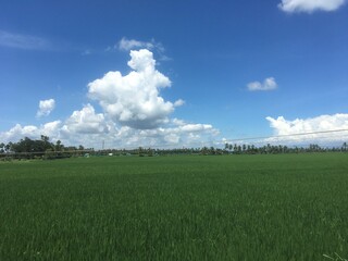 green field and blue sky
