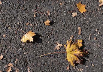 Herbstlaub auf dem Asphalt