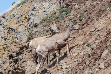 Bighorn (Ovis canadensis) in Yellowstone National Park, USA
