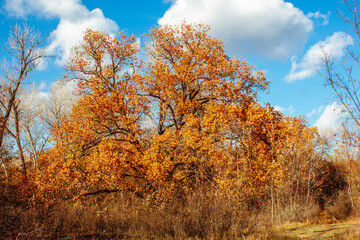 Fototapeta premium autumn forest trees with bright yellow leaves on a blue sky background with white clouds on a sunny day