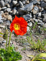 Obraz premium Christchurch, Newzealand, 18th Oct.2020. Practising photography focus skill on zinnia which found on the roadside randomly on a sunny Sunday afternoon.