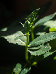 rose flower closed in spring
