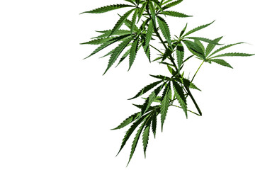 Cannabis plant branch isolated on the white background. Selective focus.