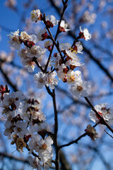 Spring flowers on fruit trees