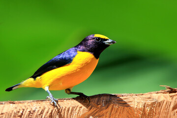 Purple-throated Euphonia (Euphonia chlorotica) male eating on the feeder.