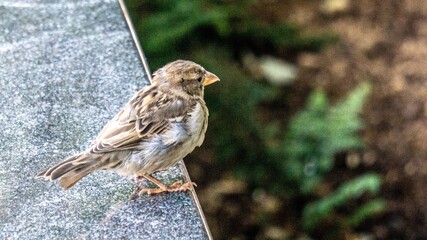 sparrow on a branch